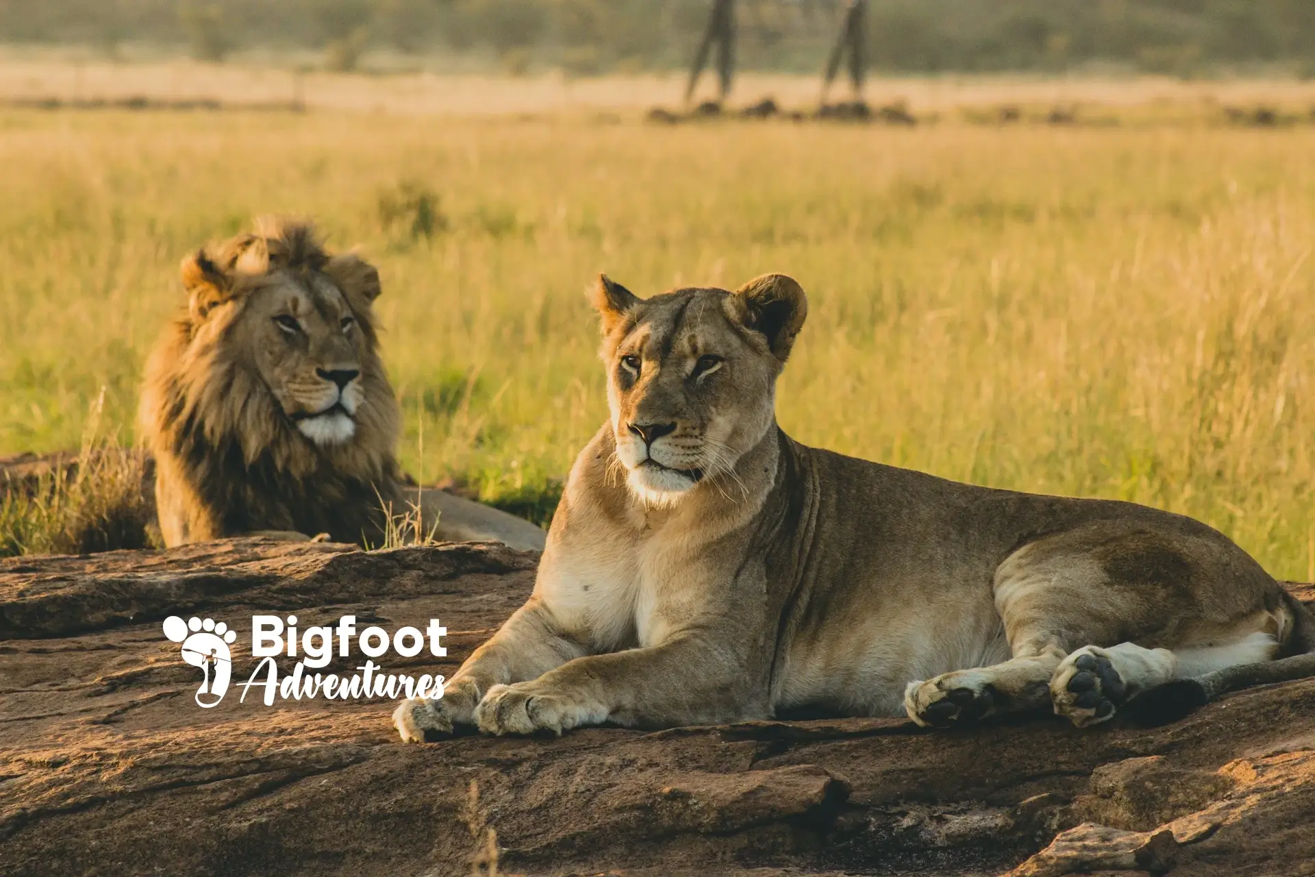 Growing Bigfoot Adventures' Organic Traffic with a Website Redesign and Conversion Optimization